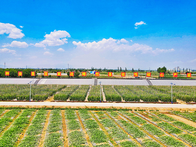 寧夏種業(yè),種出希望 第九屆寧夏種業(yè)博覽會將在7月26日在寧夏平羅舉辦