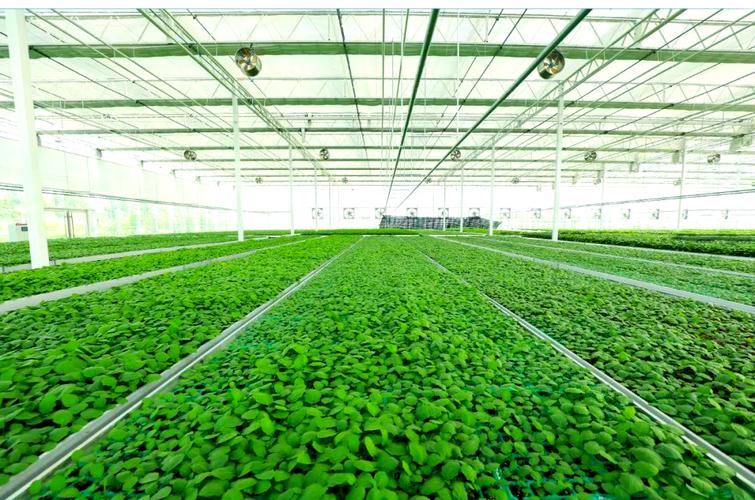 壽光蔬菜種業(yè)集團西環(huán)基地:育苗業(yè)務全面啟動