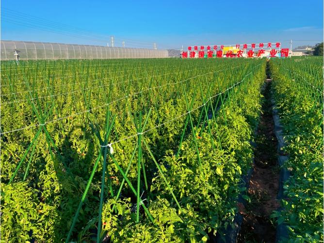 收好攻略，觀展不愁！2023云南·元謀第七屆蔬菜種業博覽會參展攻略