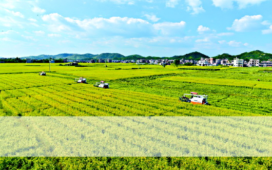 立法為加快廣東種業發展保駕護航