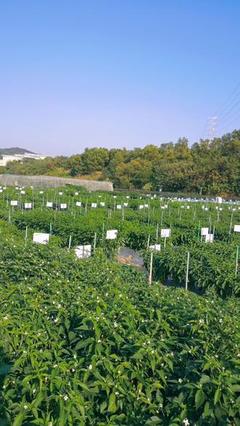 中國(guó)農(nóng)業(yè)綠色產(chǎn)業(yè)大會(huì)暨第二十屆廣東種業(yè)大會(huì) 種業(yè)創(chuàng)新與綠色發(fā)展新篇章