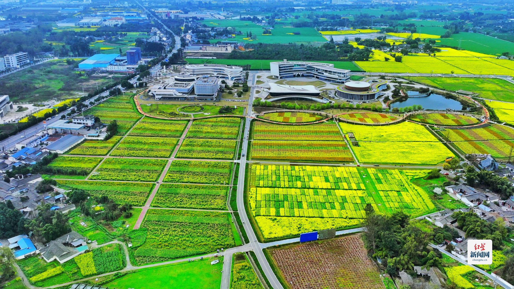 科技賦能種業(yè)，天府油菜花綻放春日新體驗(yàn)